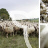 Why is European wool a waste product?