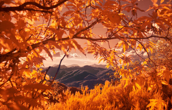 Image of fall leaves overlooking a mountainscape.