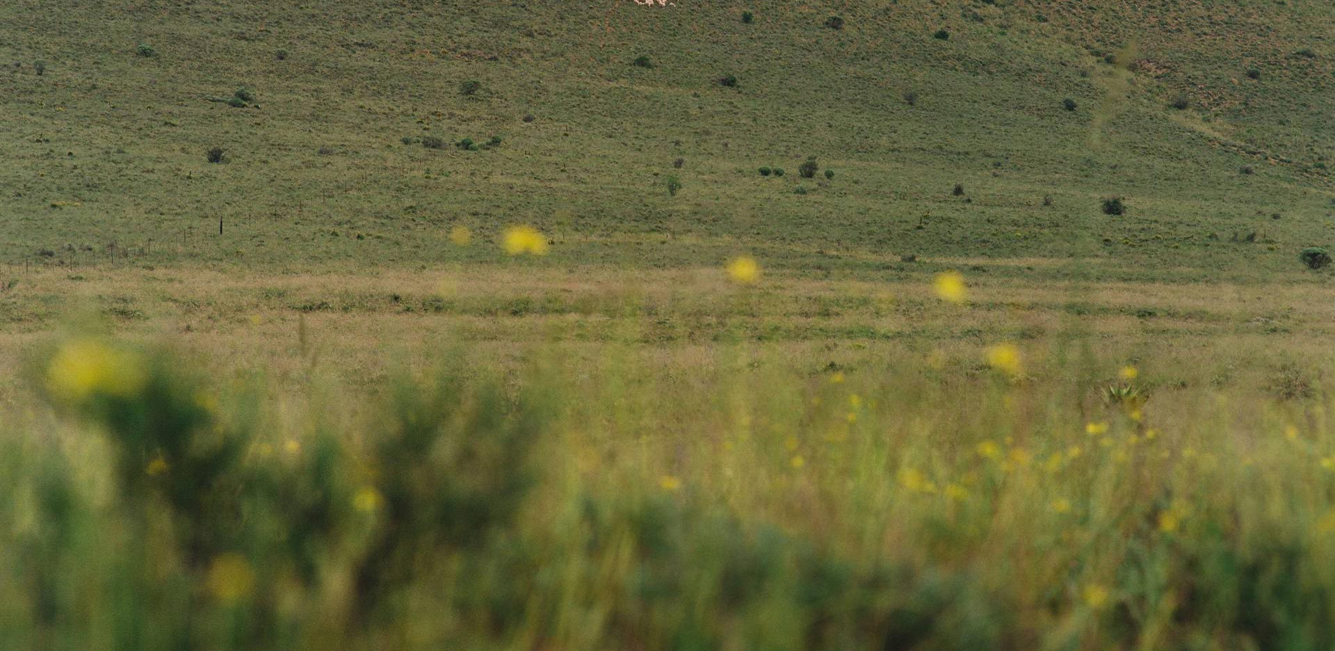 An open grassland, with sheep grazing to regenerate landscape.
