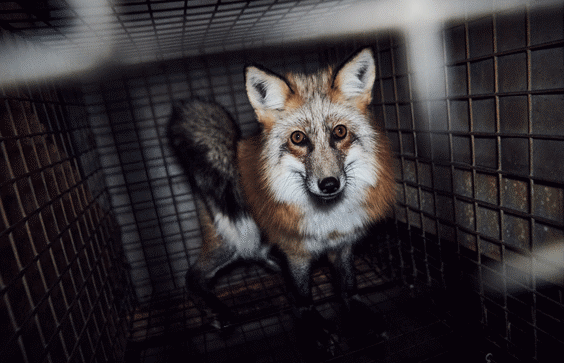 Caged fox photographed by animal welfare activists.